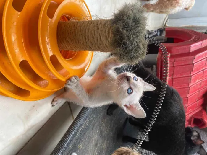 Gato ra a  idade 2 a 6 meses nome Peteca 
