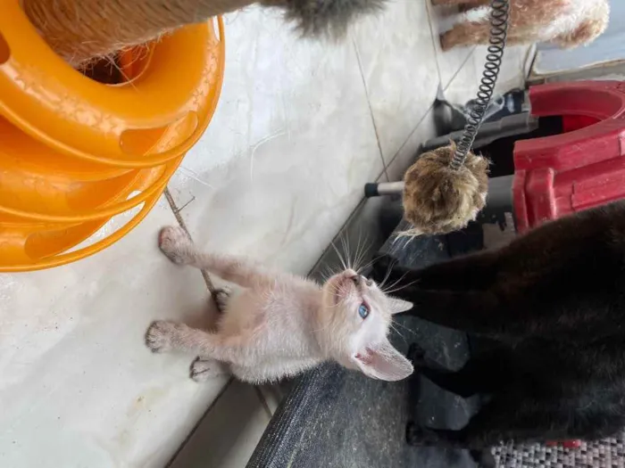 Gato ra a  idade 2 a 6 meses nome Peteca 