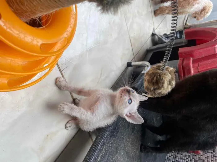 Gato ra a  idade 2 a 6 meses nome Peteca 