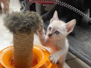 Gato raça  idade 2 a 6 meses nome Peteca 