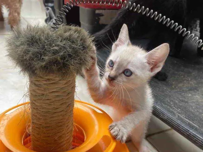 Gato ra a  idade 2 a 6 meses nome Peteca 