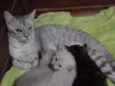 Filhotes felinos