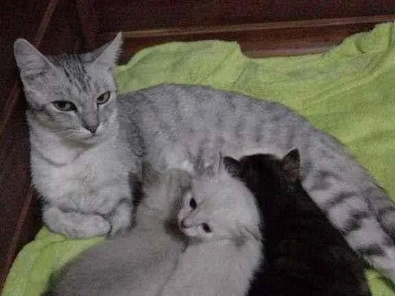 Gato ra a  idade Abaixo de 2 meses nome Filhotes felinos