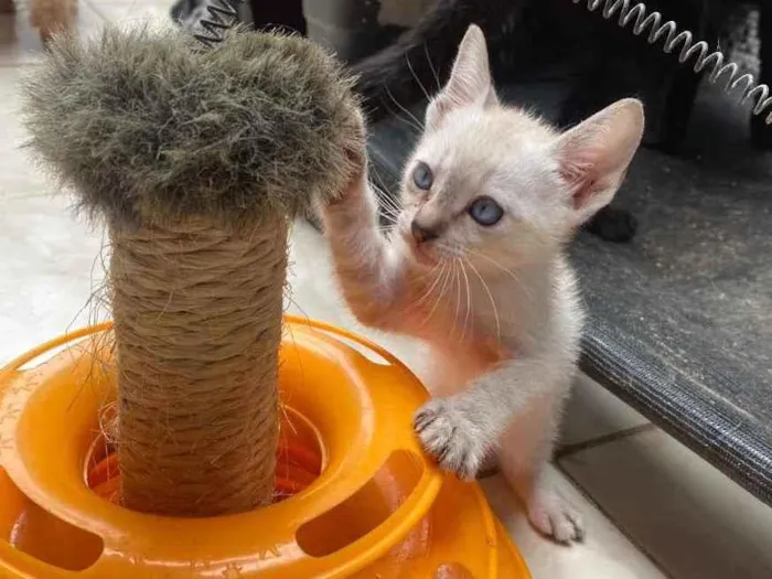 Gato ra a  idade 2 a 6 meses nome Peteca 