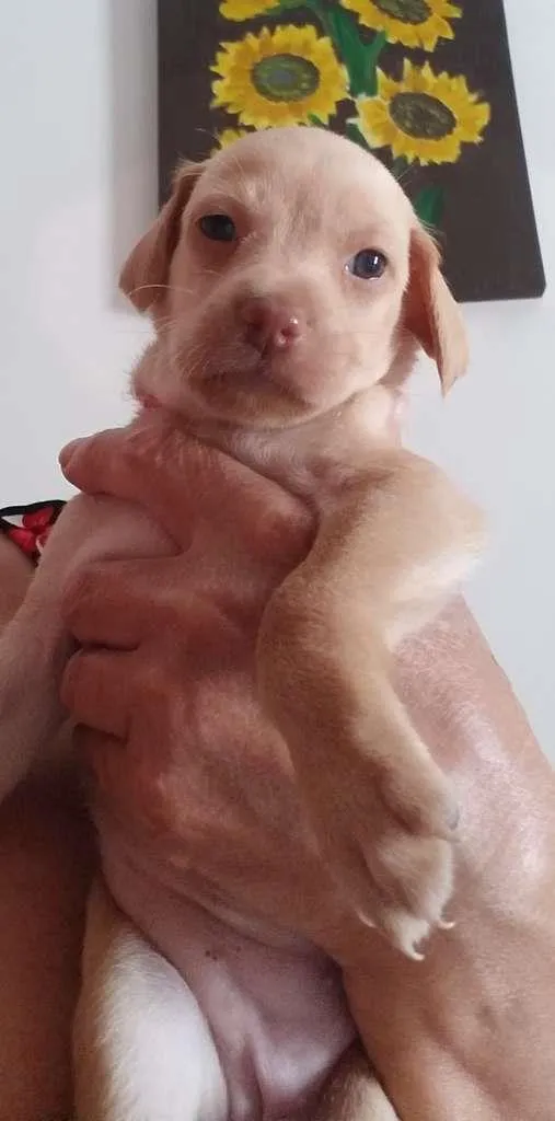 Cachorro raça SRD-ViraLata idade Abaixo de 2 meses nome sem nome