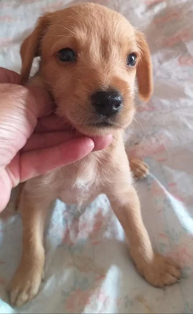 Cachorro raça SRD-ViraLata idade Abaixo de 2 meses nome sem nome
