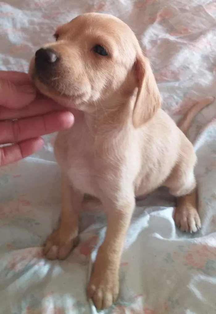 Cachorro raça SRD-ViraLata idade Abaixo de 2 meses nome sem nome