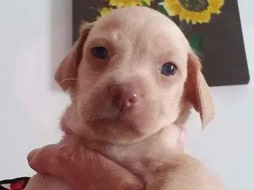 Cachorro raça SRD-ViraLata idade Abaixo de 2 meses nome sem nome
