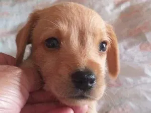 Cachorro raça SRD-ViraLata idade Abaixo de 2 meses nome sem nome