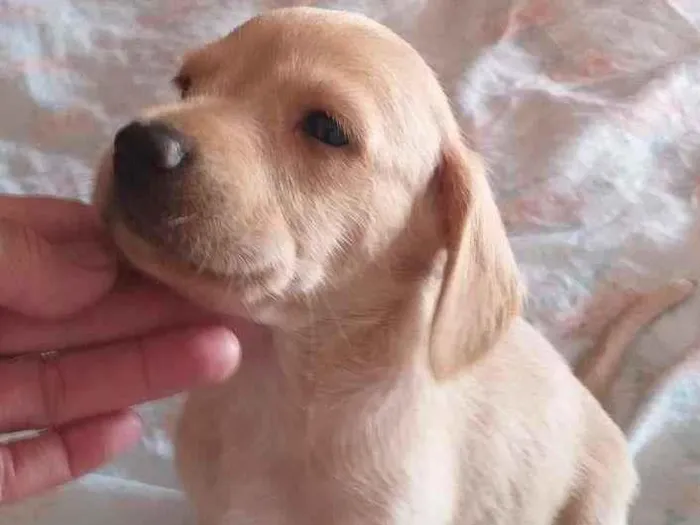 Cachorro raça SRD-ViraLata idade Abaixo de 2 meses nome sem nome