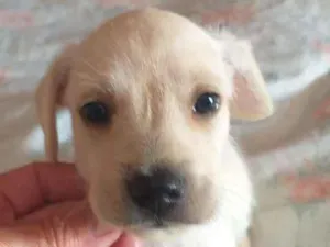 Cachorro raça SRD-ViraLata idade  nome sem nome