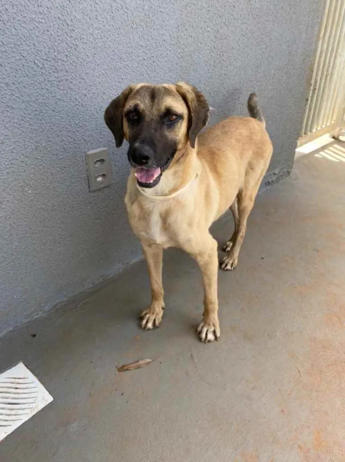Cachorro ra a Sem raça  idade 1 ano nome Guerreiro 
