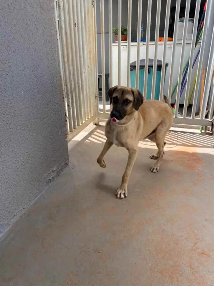 Cachorro ra a Sem raça  idade 1 ano nome Guerreiro 