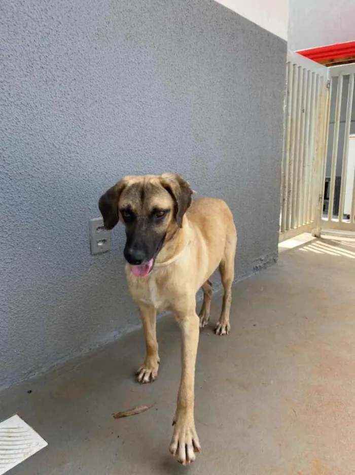 Cachorro ra a Sem raça  idade 1 ano nome Guerreiro 