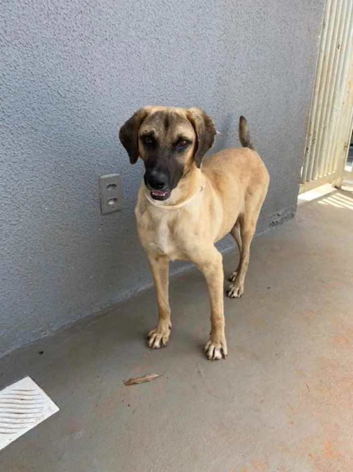 Cachorro ra a Sem raça  idade 1 ano nome Guerreiro 