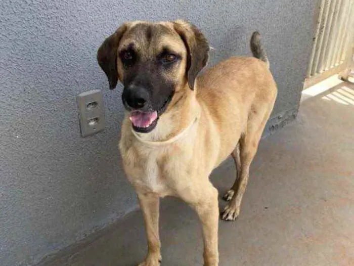 Cachorro ra a Sem raça  idade 1 ano nome Guerreiro 
