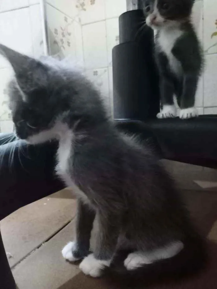 Gato ra a Não sei idade Abaixo de 2 meses nome Não tem