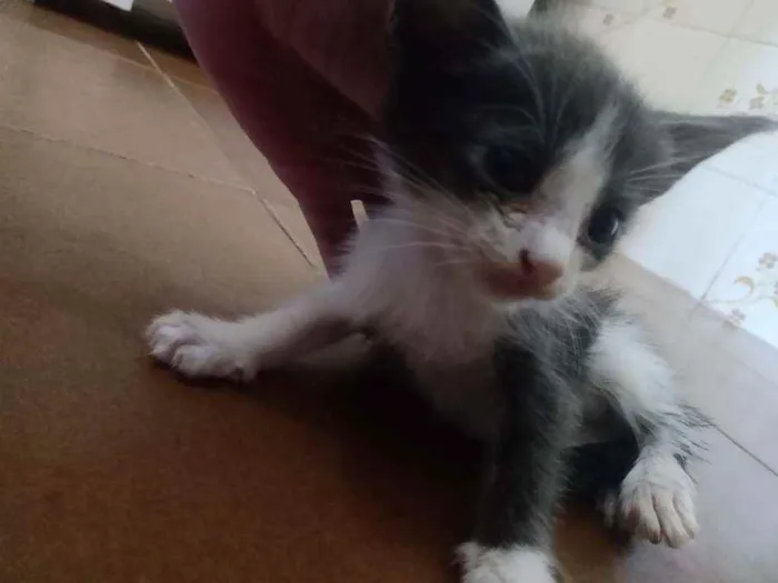 Gato ra a Não sei idade Abaixo de 2 meses nome Não tem
