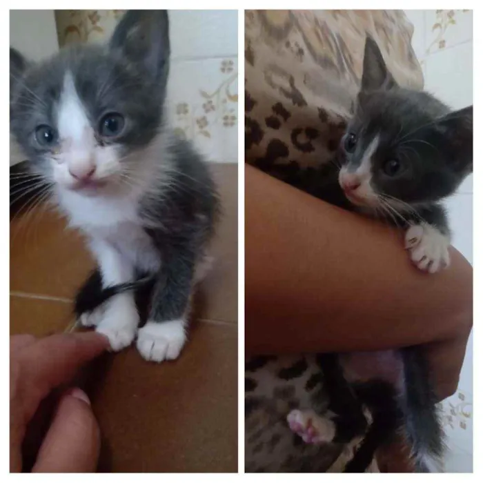 Gato ra a Não sei idade Abaixo de 2 meses nome Não tem