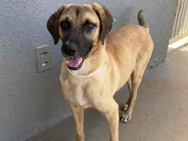 Cachorro ra a Sem raça  idade 1 ano nome Guerreiro 