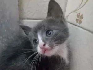 Gato raça Não sei idade Abaixo de 2 meses nome Não tem