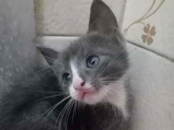 Gato ra a Não sei idade Abaixo de 2 meses nome Não tem