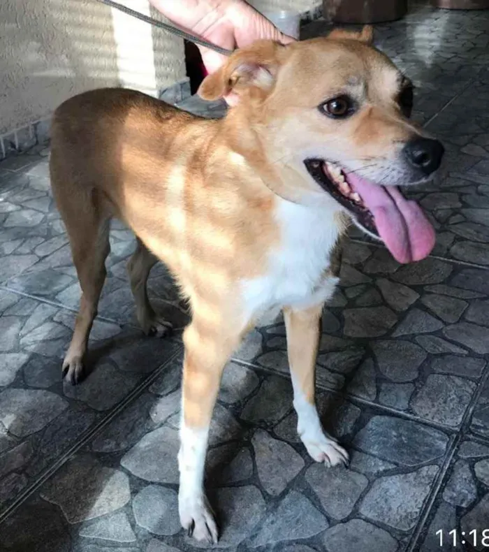 Cachorro ra a SRD idade 3 anos nome LUCAS