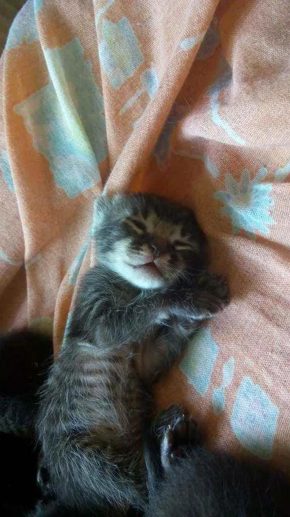 Gato ra a SRD idade Abaixo de 2 meses nome Sem nome