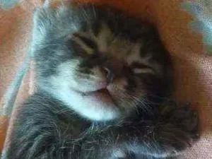 Gato raça SRD idade Abaixo de 2 meses nome Sem nome