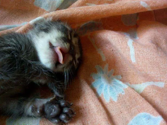 Gato ra a SRD idade Abaixo de 2 meses nome Sem nome