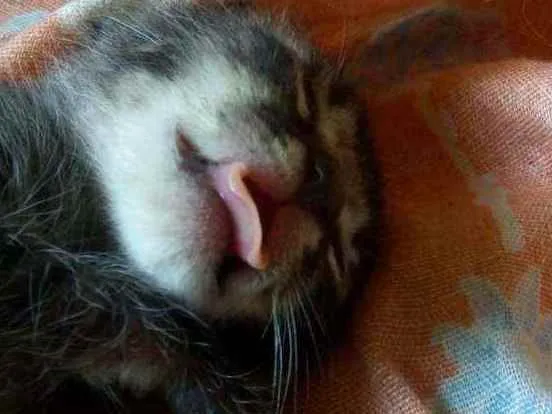 Gato ra a SRD idade Abaixo de 2 meses nome Sem nome