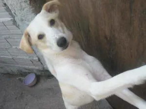 Cachorro raça Vira lata idade 2 a 6 meses nome Polar