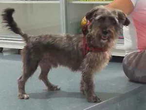 Cachorro raça SRD idade 7 a 11 meses nome Chiquinho