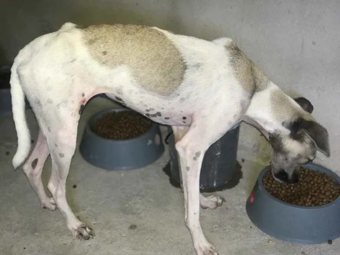 Cachorro raça Srd idade 7 a 11 meses nome Pintada castrada