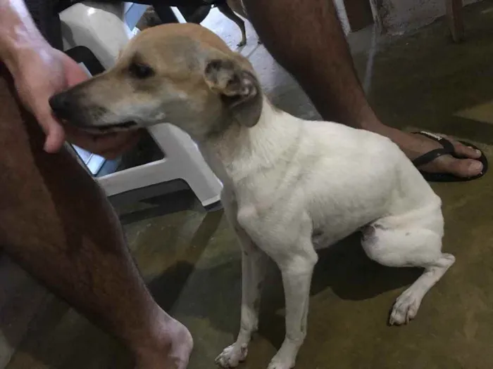 Cachorro raça Srd idade 7 a 11 meses nome Pintada castrada