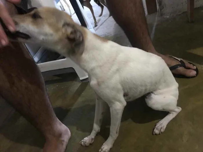 Cachorro raça Srd idade 7 a 11 meses nome Pintada castrada