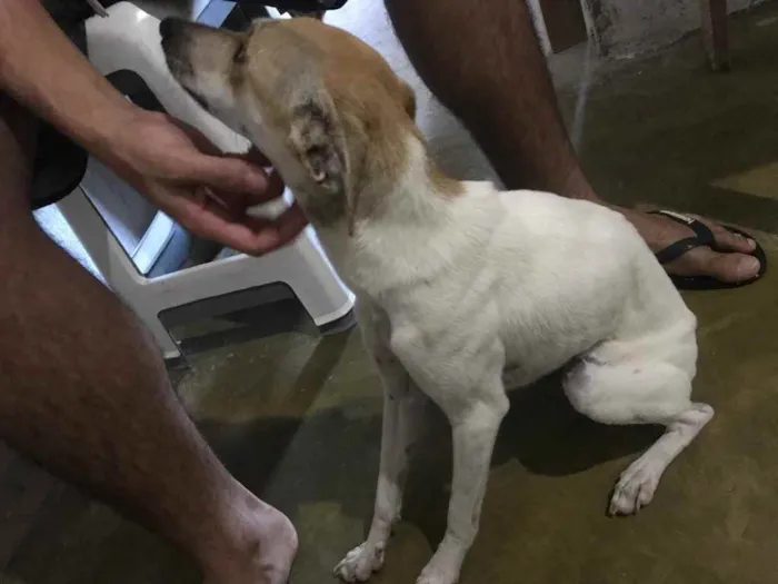 Cachorro raça Srd idade 7 a 11 meses nome Pintada castrada