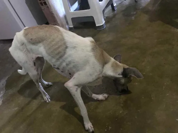 Cachorro raça Srd idade 7 a 11 meses nome Pintada castrada