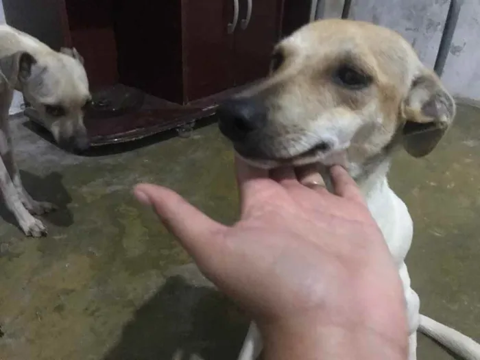 Cachorro raça Srd idade 7 a 11 meses nome Pintada castrada