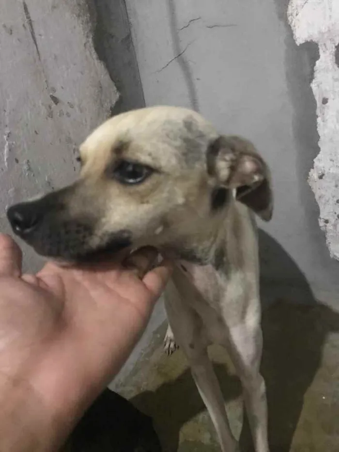Cachorro raça Srd idade 7 a 11 meses nome Pintada castrada
