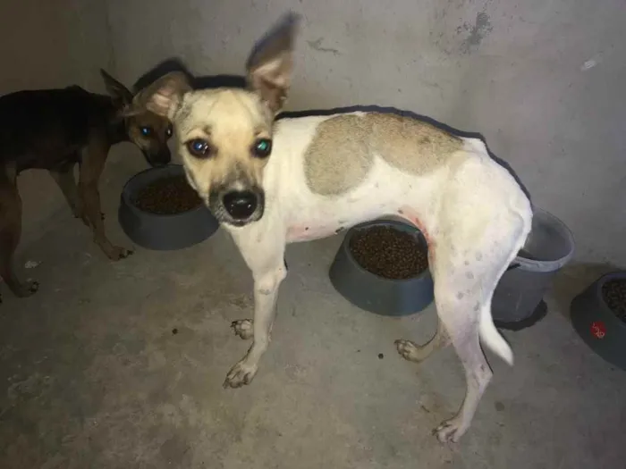 Cachorro raça Srd idade 7 a 11 meses nome Pintada castrada