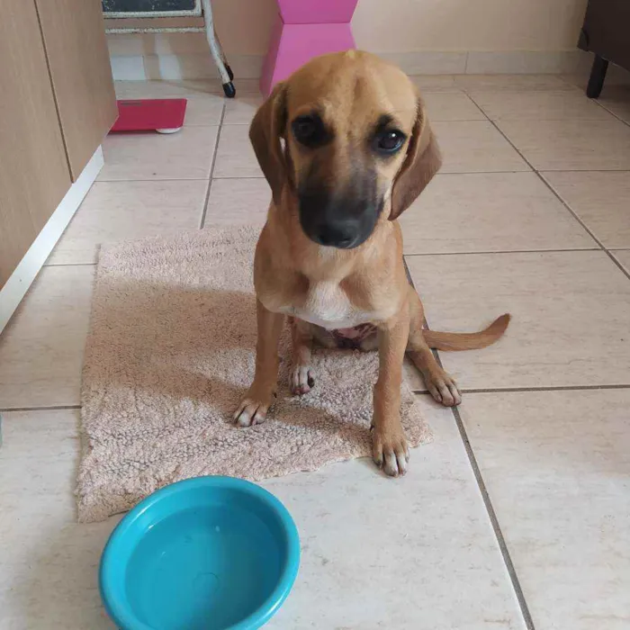 Cachorro ra a Vira lata idade 2 a 6 meses nome Sem nome