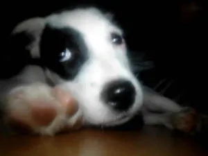 Cachorro raça Pitbull com vira-lata idade 2 a 6 meses nome Kira