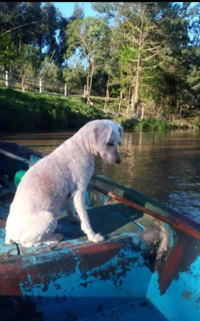 Cachorro ra a Poddle idade 6 ou mais anos nome Lup