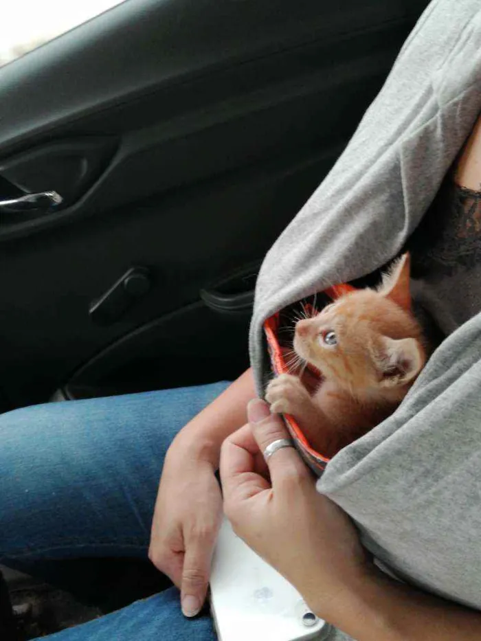 Gato ra a SRD idade Abaixo de 2 meses nome Laranjinha