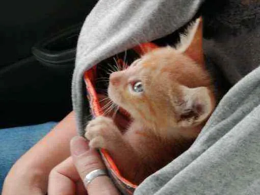 Gato ra a SRD idade Abaixo de 2 meses nome Laranjinha
