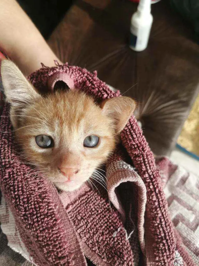 Gato ra a SRD idade Abaixo de 2 meses nome Laranjinha