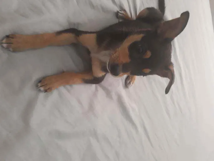 Cachorro ra a Vilarata  idade 2 a 6 meses nome Amora