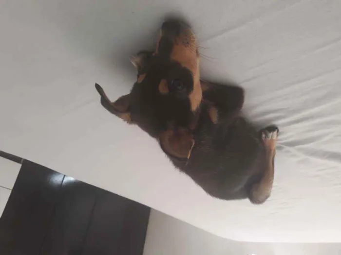 Cachorro ra a Vilarata  idade 2 a 6 meses nome Amora