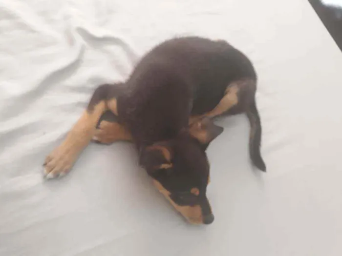 Cachorro ra a Vilarata  idade 2 a 6 meses nome Amora